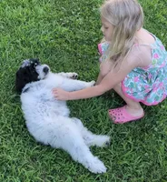 Victor , a male Portuguese Water Dog for sale in Kingston, MO – 2 of 10