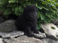 AKC - Belgian Sheepdog - Male, a male Belgian Sheepdog for sale in Kingston, MO – 8 of 10