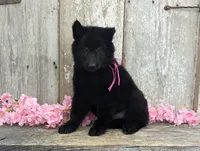 AKC - Belgian Sheepdog - Pink Girl, a female Belgian Sheepdog for sale in Kingston, MO – 3 of 10