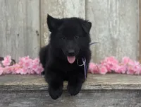 AKC - Belgian Sheepdog - Purple Girl, a female Belgian Sheepdog for sale in Kingston, MO – 3 of 10