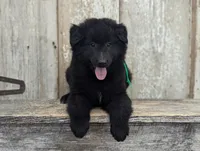 AKC - Belgian Sheepdog - Green Boy, a male Belgian Sheepdog for sale in Kingston, MO – 5 of 10