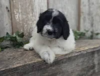 Toby - AKC - Portuguese water dog , a male Portuguese Water Dog for sale in Kingston, MO – 4 of 9