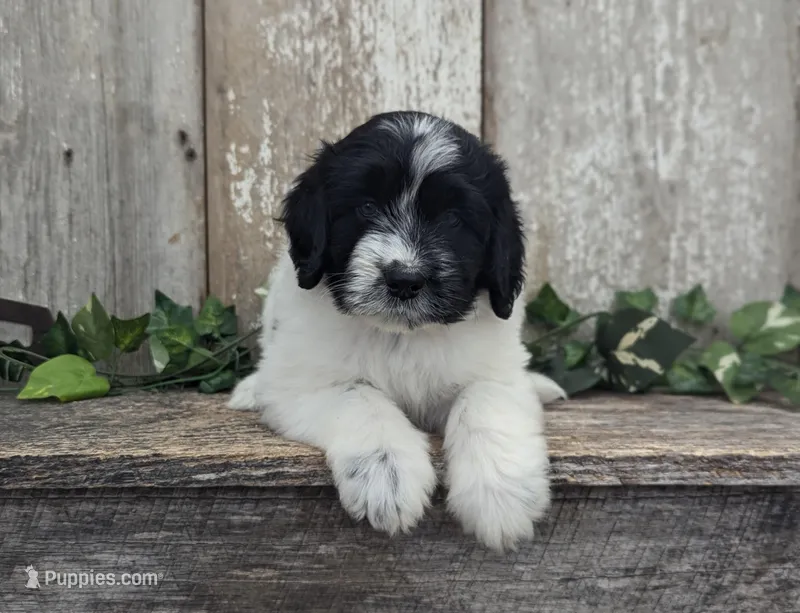 Toby - AKC - Portuguese water dog  – Portuguese Water Dog puppy for sale in Kingston, MO
