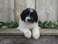 Toby - AKC - Portuguese water dog , a male Portuguese Water Dog for sale in Kingston, MO – 1 of 9
