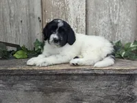 Toby - AKC - Portuguese water dog , a male Portuguese Water Dog for sale in Kingston, MO – 7 of 9