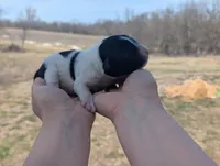 Toby - AKC - Portuguese water dog , a male Portuguese Water Dog for sale in Kingston, MO – Photo 4 of 7