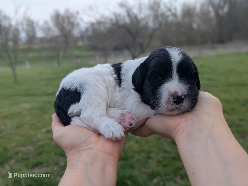 Toby - AKC - Portuguese water dog  – Portuguese Water Dog puppy for sale in Kingston, MO