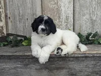 Toby - AKC - Portuguese water dog , a male Portuguese Water Dog for sale in Kingston, MO – 9 of 9