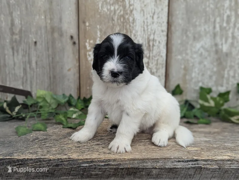 Toby - AKC - Portuguese water dog  – Portuguese Water Dog puppy for sale in Kingston, MO