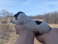 Toby - AKC - Portuguese water dog , a male Portuguese Water Dog for sale in Kingston, MO – Photo 6 of 7
