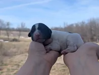 Toby - AKC - Portuguese water dog , a male Portuguese Water Dog for sale in Kingston, MO – Photo 5 of 7