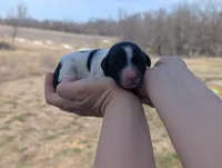 Toby - AKC - Portuguese water dog , a male Portuguese Water Dog for sale in Kingston, MO – Photo 7 of 7