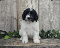 Toby - AKC - Portuguese water dog , a male Portuguese Water Dog for sale in Kingston, MO – 2 of 9