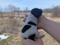 Toby - AKC - Portuguese water dog , a male Portuguese Water Dog for sale in Kingston, MO – Photo 2 of 7