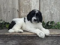 Toby - AKC - Portuguese water dog , a male Portuguese Water Dog for sale in Kingston, MO – 8 of 9