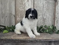 Toby - AKC - Portuguese water dog , a male Portuguese Water Dog for sale in Kingston, MO – 3 of 9