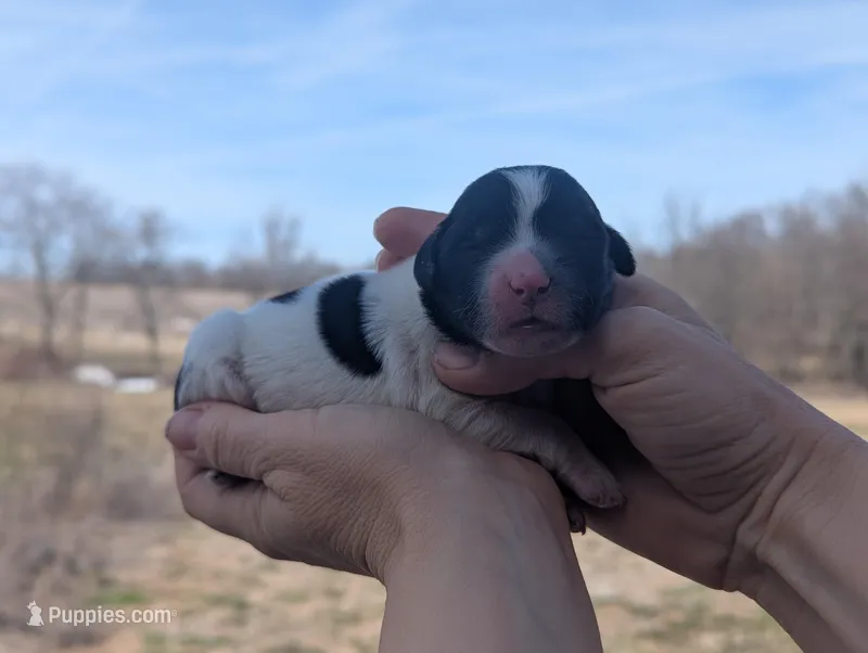 Toby - AKC - Portuguese water dog  – Portuguese Water Dog puppy for sale in Kingston, MO