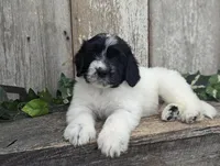 Toby - AKC - Portuguese water dog , a male Portuguese Water Dog for sale in Kingston, MO – 6 of 9