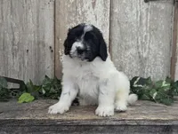 Toby - AKC - Portuguese water dog , a male Portuguese Water Dog for sale in Kingston, MO – 5 of 9