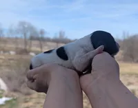Toby - AKC - Portuguese water dog , a male Portuguese Water Dog for sale in Kingston, MO – Photo 3 of 7