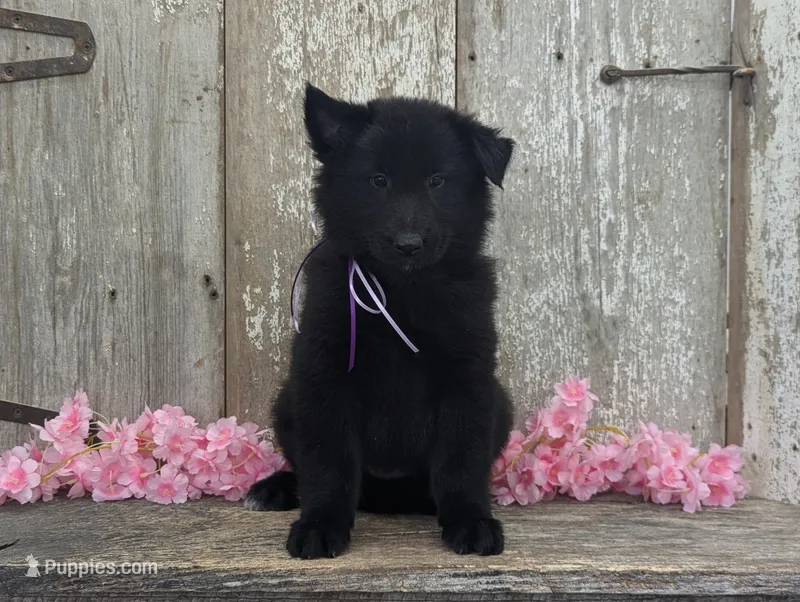 AKC - Belgian Sheepdog - Purple Girl – Belgian Sheepdog puppy for sale in Kingston, MO