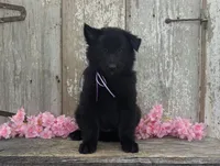 AKC - Belgian Sheepdog - Purple Girl, a female Belgian Sheepdog for sale in Kingston, MO – 1 of 10