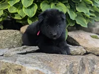 AKC - Belgian Sheepdog - Female, a female Belgian Sheepdog for sale in Kingston, MO – 4 of 10