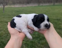 Theo - AKC - Portuguese water dog , a male Portuguese Water Dog for sale in Kingston, MO – Photo 6 of 10