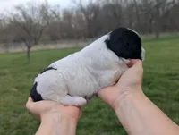 Theo - AKC - Portuguese water dog , a male Portuguese Water Dog for sale in Kingston, MO – Photo 3 of 10