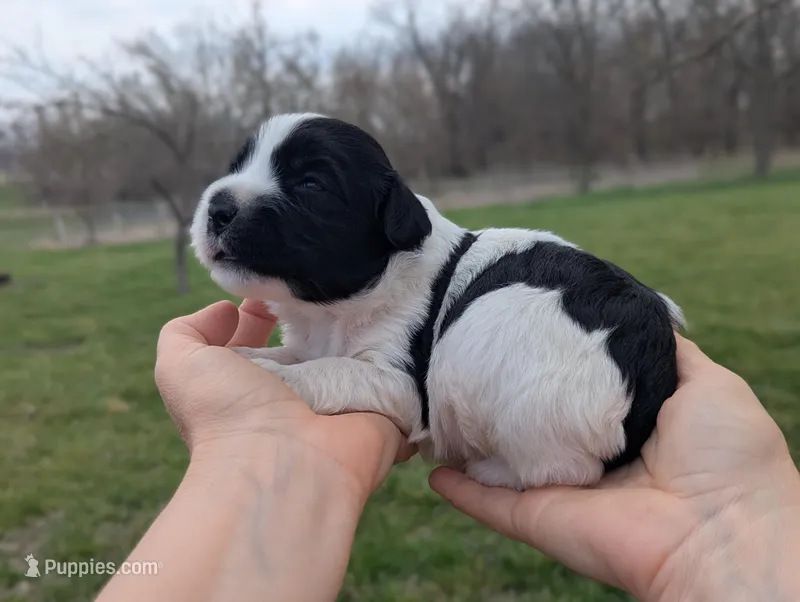 Theo - AKC - Portuguese water dog , a male Portuguese Water Dog for sale in Kingston, MO – Photo 1 of 10