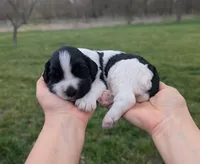 Theo - AKC - Portuguese water dog , a male Portuguese Water Dog for sale in Kingston, MO – Photo 7 of 10