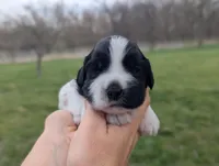 Theo - AKC - Portuguese water dog , a male Portuguese Water Dog for sale in Kingston, MO – Photo 9 of 10