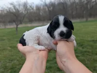 Theo - AKC - Portuguese water dog , a male Portuguese Water Dog for sale in Kingston, MO – Photo 5 of 10