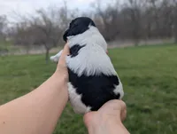 Theo - AKC - Portuguese water dog , a male Portuguese Water Dog for sale in Kingston, MO – Photo 4 of 10
