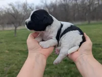 Theo - AKC - Portuguese water dog , a male Portuguese Water Dog for sale in Kingston, MO – Photo 10 of 10