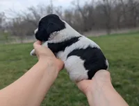 Theo - AKC - Portuguese water dog , a male Portuguese Water Dog for sale in Kingston, MO – Photo 2 of 10