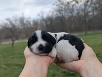 Theo - AKC - Portuguese water dog , a male Portuguese Water Dog for sale in Kingston, MO – Photo 8 of 10
