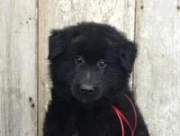 AKC - Belgian Sheepdog - Red Boy, a male Belgian Sheepdog for sale in Kingston, MO – 3 of 10
