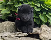 AKC - Belgian Sheepdog - Female, a female Belgian Sheepdog for sale in Kingston, MO – 3 of 10