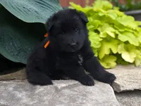 AKC - Belgian Sheepdog - Female, a female Belgian Sheepdog for sale in Kingston, MO – 10 of 10