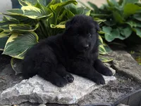 AKC - Belgian Sheepdog - Male, a male Belgian Sheepdog for sale in Kingston, MO – 10 of 10