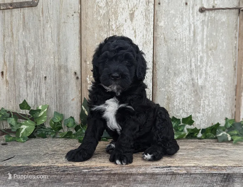Tux - AKC - Portuguese water dog  – Portuguese Water Dog puppy for sale in Kingston, MO