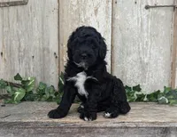 Tux - AKC - Portuguese water dog , a male Portuguese Water Dog for sale in Kingston, MO – 1 of 8