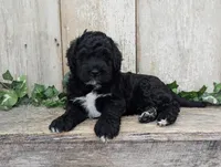 Tux - AKC - Portuguese water dog , a male Portuguese Water Dog for sale in Kingston, MO – 7 of 8