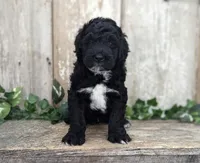 Tux - AKC - Portuguese water dog , a male Portuguese Water Dog for sale in Kingston, MO – 5 of 8