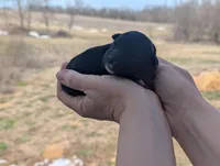 Tux - AKC - Portuguese water dog , a male Portuguese Water Dog for sale in Kingston, MO – Photo 5 of 5