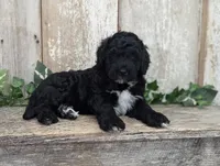 Tux - AKC - Portuguese water dog , a male Portuguese Water Dog for sale in Kingston, MO – 3 of 8