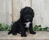 Tux - AKC - Portuguese water dog , a male Portuguese Water Dog for sale in Kingston, MO – 8 of 8