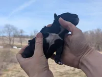 Tux - AKC - Portuguese water dog , a male Portuguese Water Dog for sale in Kingston, MO – Photo 2 of 5