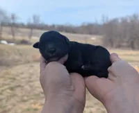 Tux - AKC - Portuguese water dog , a male Portuguese Water Dog for sale in Kingston, MO – Photo 1 of 5